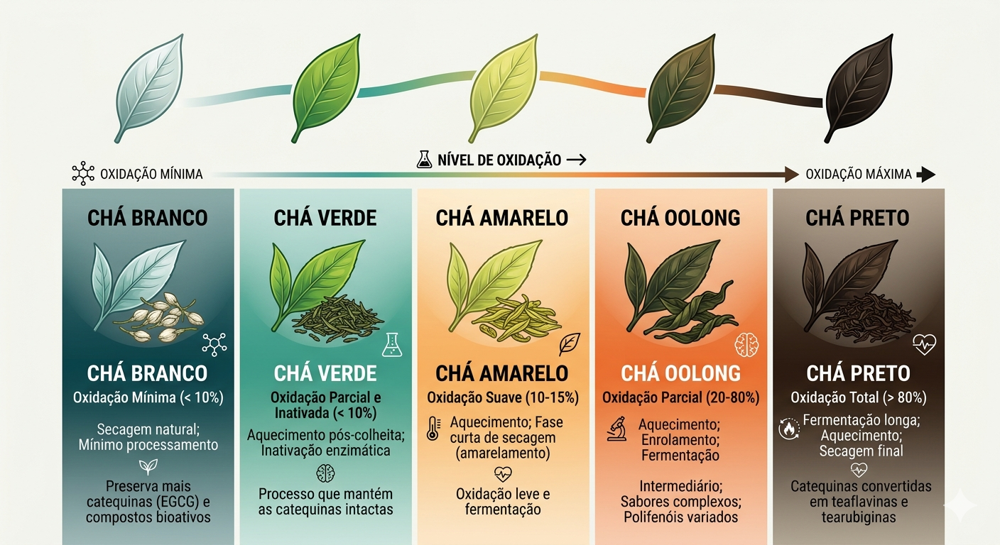Infográfico comparativo das fases de oxidação da Camellia sinensis e os benefícios nutricionais de cada tipo de chá
