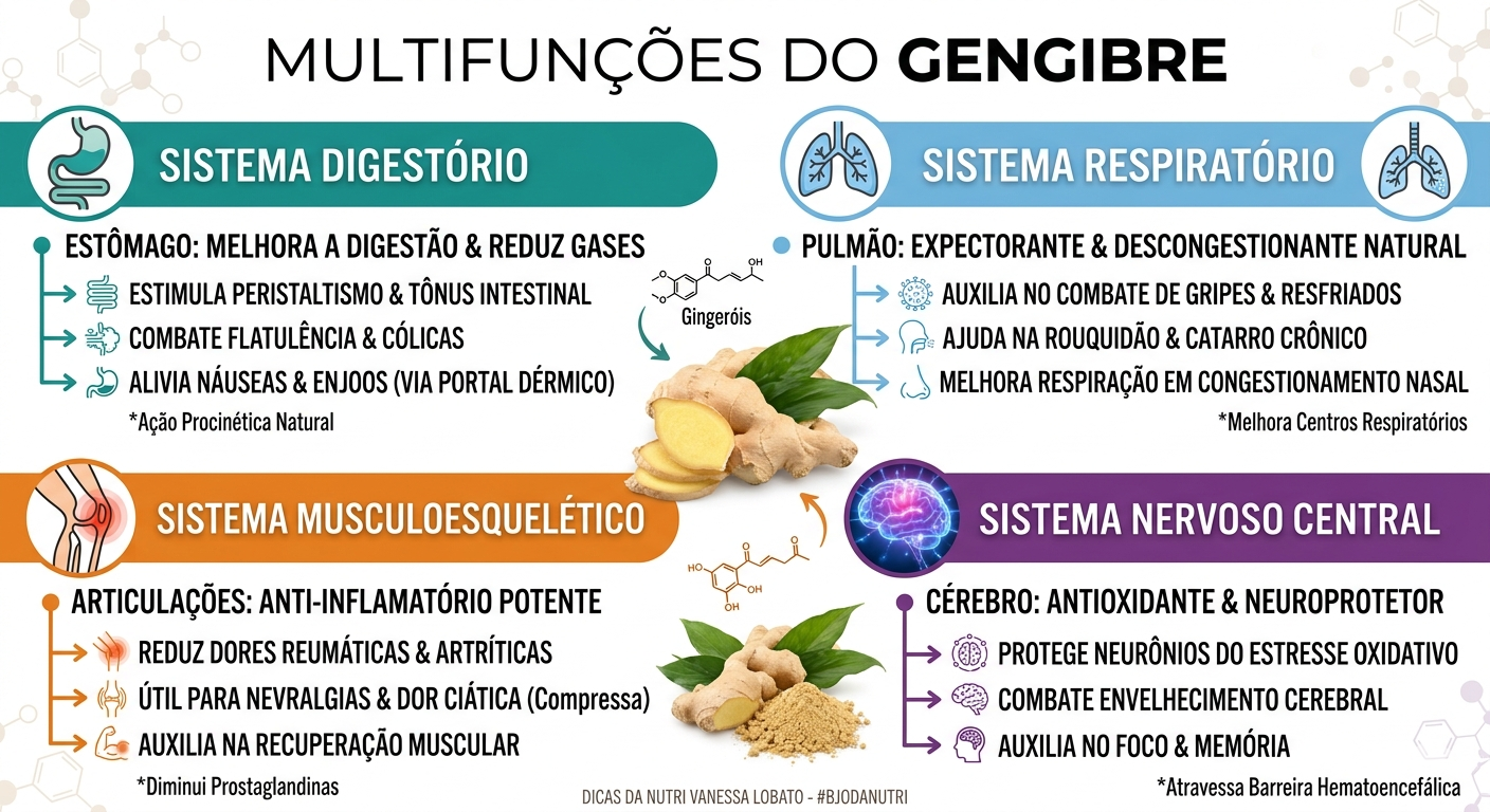 Infográfico detalhando as propriedades medicinais do gengibre para os sistemas digestório, respiratório e circulatório.