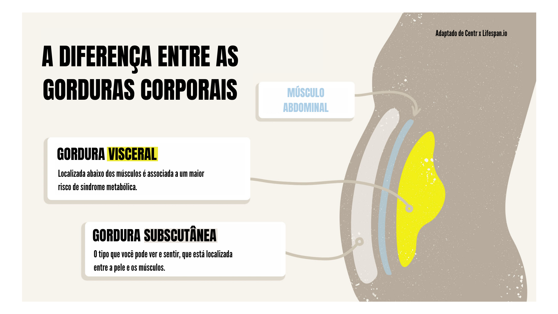 Mecanismo biológico da gordura visceral e resistência à insulina no metabolismo humano