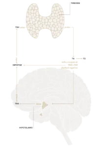 Tireoide