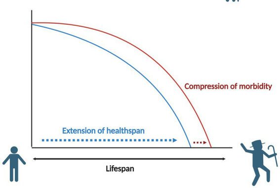 Gráfico comparando lifespan (tempo de vida) e healthspan (tempo de vida saudável), mostrando a linha vermelha de envelhecimento tradicional com período de morbidade estendido e a linha azul de envelhecimento ideal com compressão da morbidade e extensão do healthspan e da longevidade.