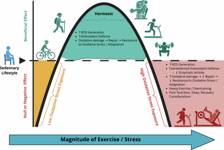 antioxidantes e exercicio